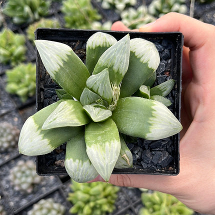 Haworthia 'Byakuya'