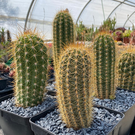 Trichocereus-Hybride