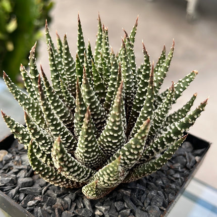 Tulista pumilla 'Royal Albert'