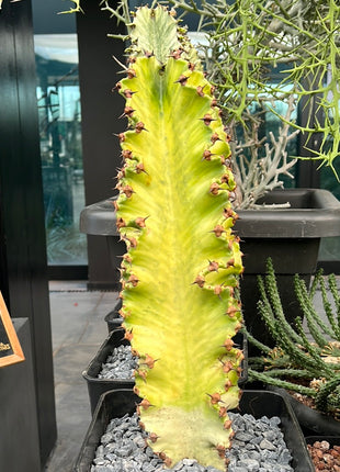 Euphorbia ingens variegata