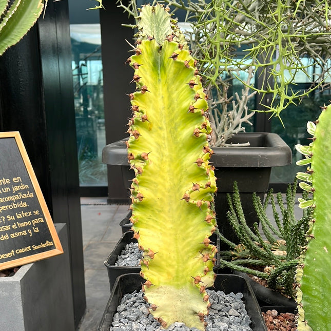 Euphorbia ingens variegata
