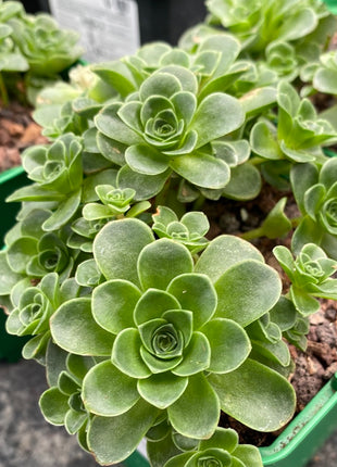 Aeonium dodrantale