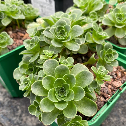 Aeonium dodrantale