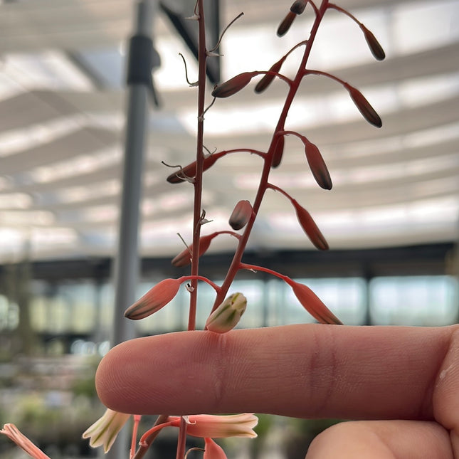 x Gasteraloe ‘Carivarie’