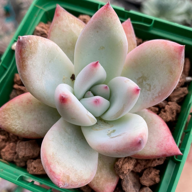 Echeveria colorata var. colorata