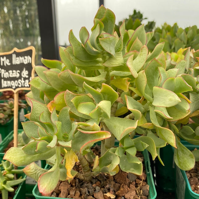 Crassula arborescens  subsp. undulatifolia | Arbol de Jade ondulado