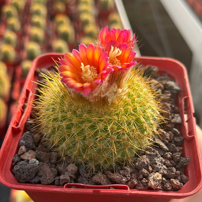 Acanthocephala haselbergii subesp. graessneri