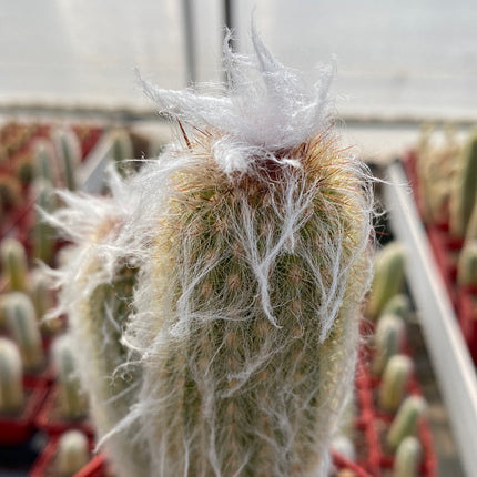 Austrocephalocereus dybowskii