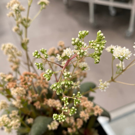 Crassula orbicularis var. rosularis