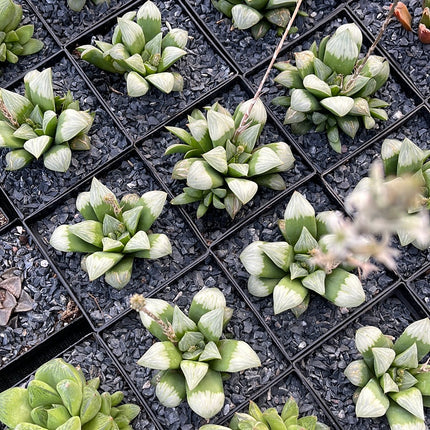 Haworthia 'Byakuya'