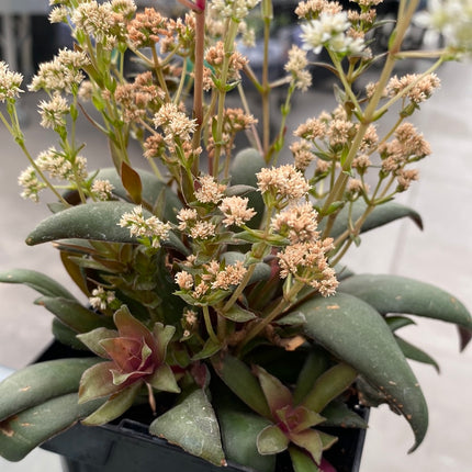 Crassula orbicularis var. rosularis