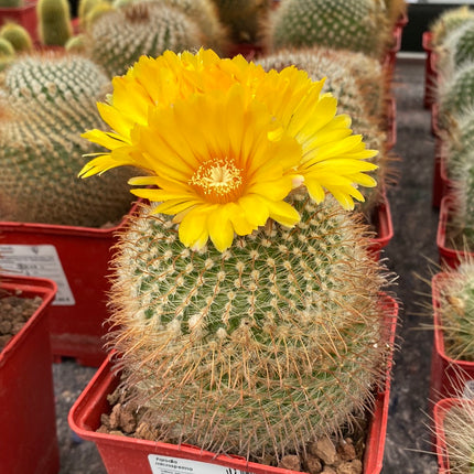 Parody (Notocactus) microsperm