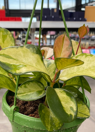 Hoya carnosa 'Tricolor'