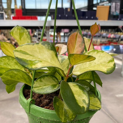 Hoya carnosa ‘Tricolor’