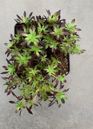 Aeonium Feuerwerkskörper „Mini“