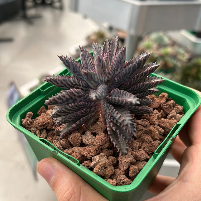 Kalanchoe daigremontiana