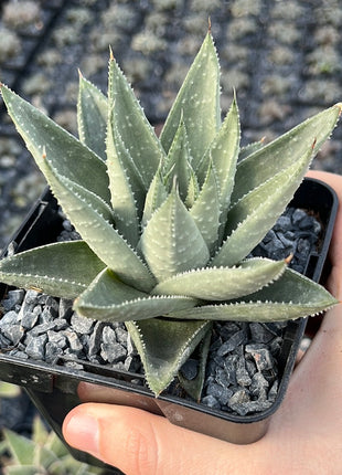 x Gasteraloe 'Savannah'