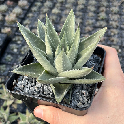 x Gasteraloe 'Savannah'
