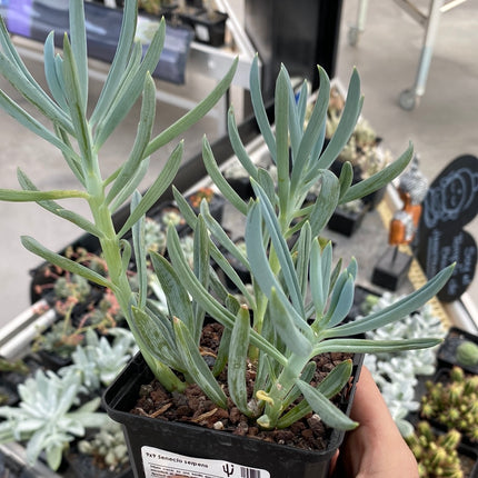 Senecio serpens