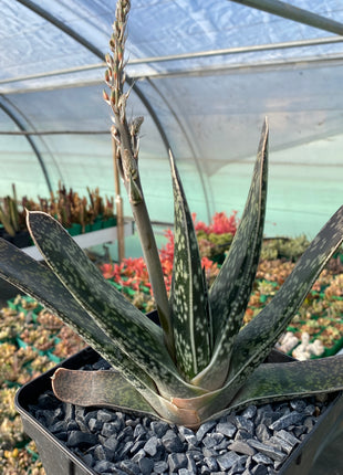 zweifarbige Gasteria