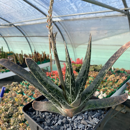 zweifarbige Gasteria