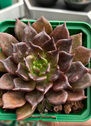 Echeveria `Super Bowl´
