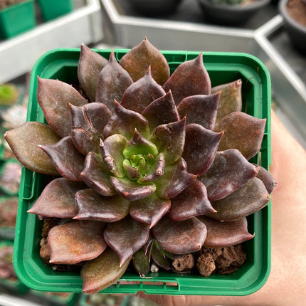 Echeveria `Super Bowl´