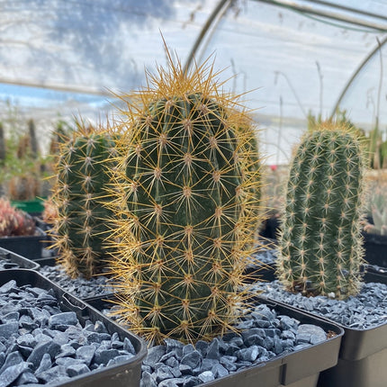 Trichocereus-Hybride