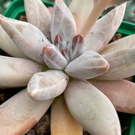 Echeveria ‘Tolimanensis’