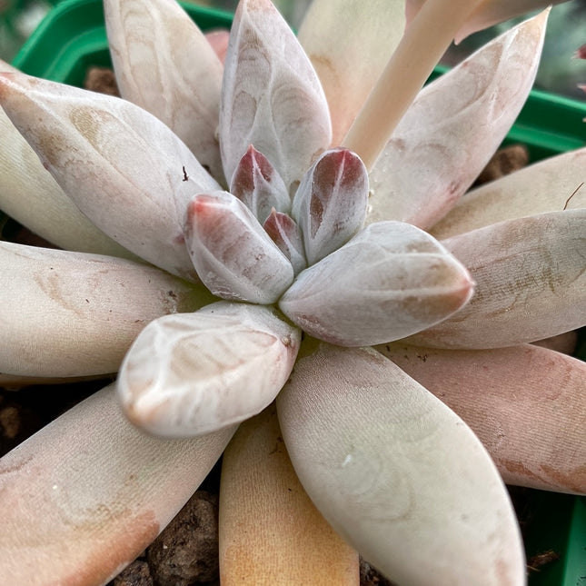 Echeveria ‘Tolimanensis’