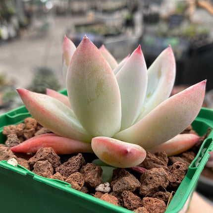 Echeveria colorata „Dach“.