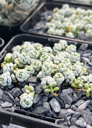 Crassula corallina