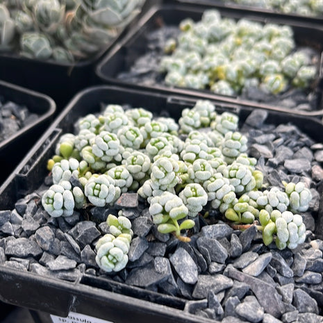 Crassula corallina