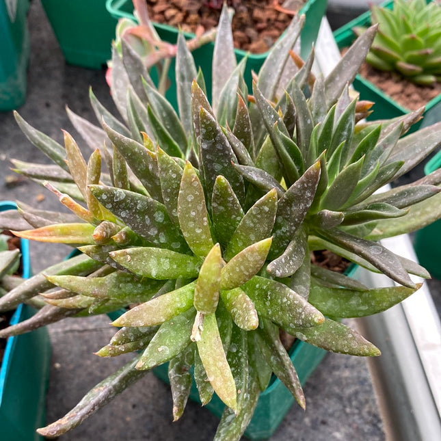 Echeveria affins