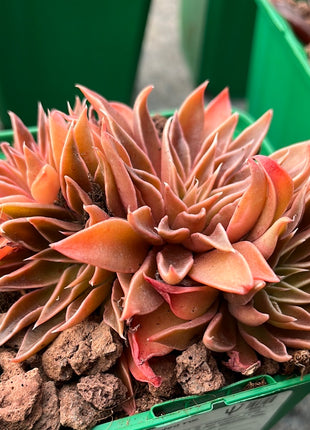 Echeveria lutea var. lutea