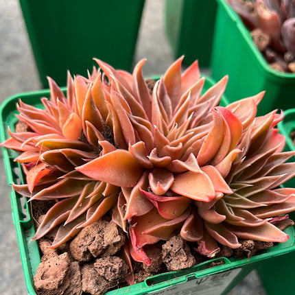 Echeveria lutea var. fuscata