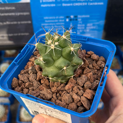 Thelocactus panarottoanus