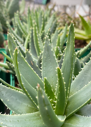 Aloe brevifolia