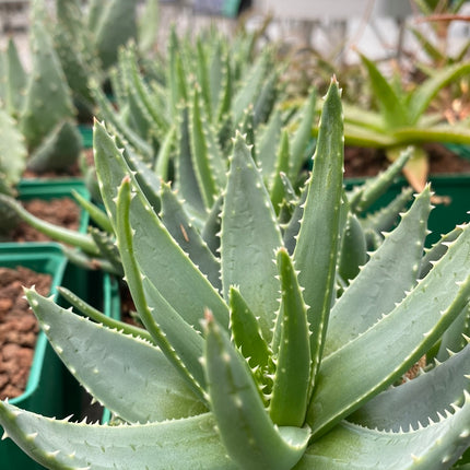 Aloe brevifolia