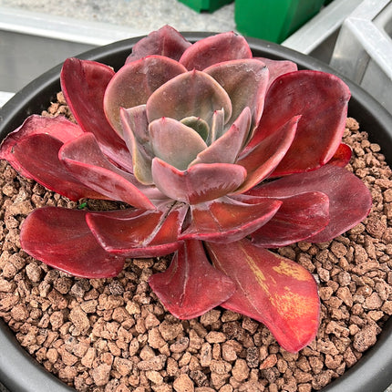Echeveria `Goibahina´