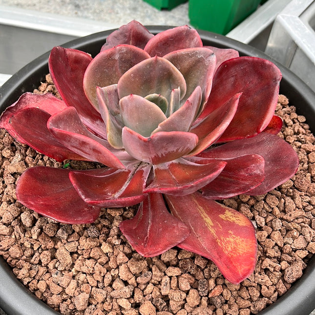 Echeveria `Goibahina´