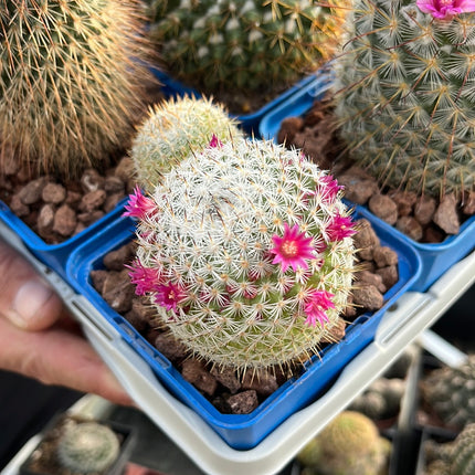 Desert PACK Mammillarias