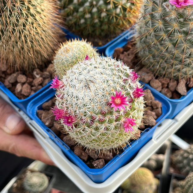 Desert PACK Mammillarias