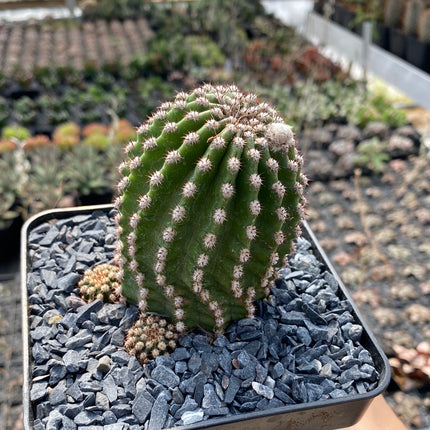 Trichocereus-Hybride