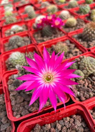 Lobivia arachnacantha aff