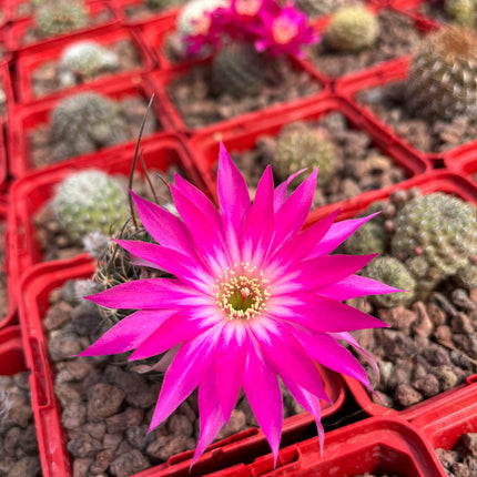 Lobivia arachnacantha aff