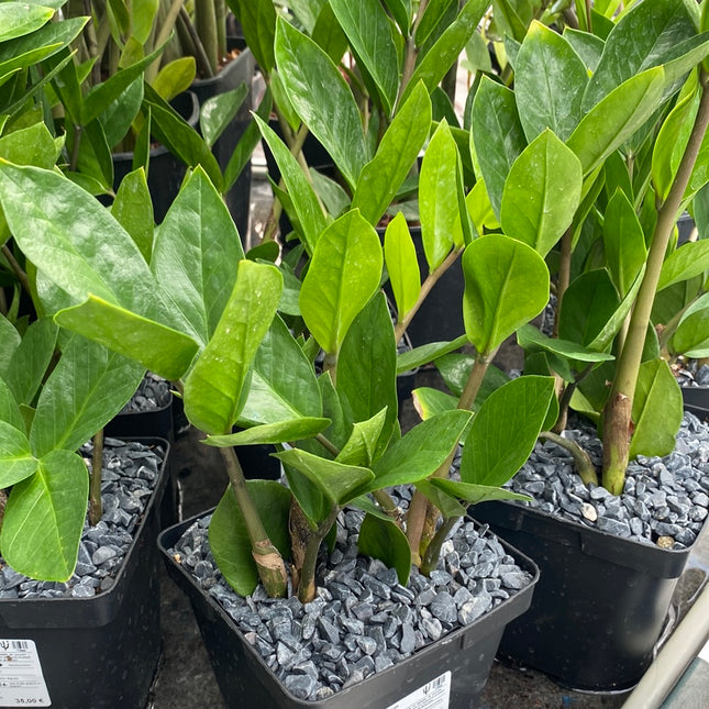 Zamioculca zamiifolia