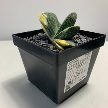 Gasteria 'Gracilis' f. variieren