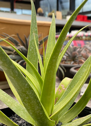 Agave bracteosa