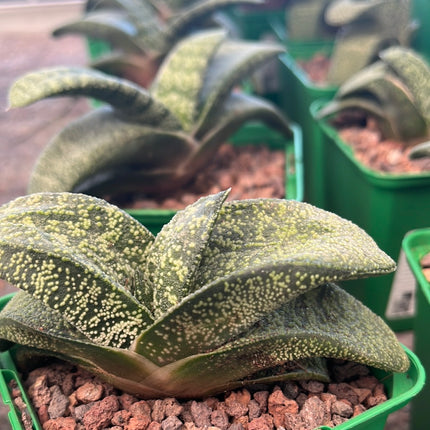 Gasteria armstrongii